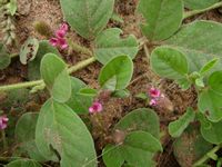 Indigofera flavicans all-t.JPG